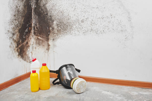 Best White Mold Remediation in Buena Vista, VA