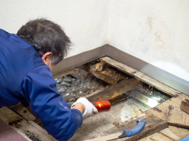 Best Residential Mold Remediation in Buena Vista, VA