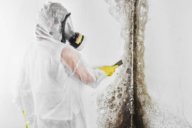 Best Industrial Mold Remediation in Buena Vista, VA