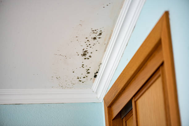 Best Black Mold Remediation in Buena Vista, VA