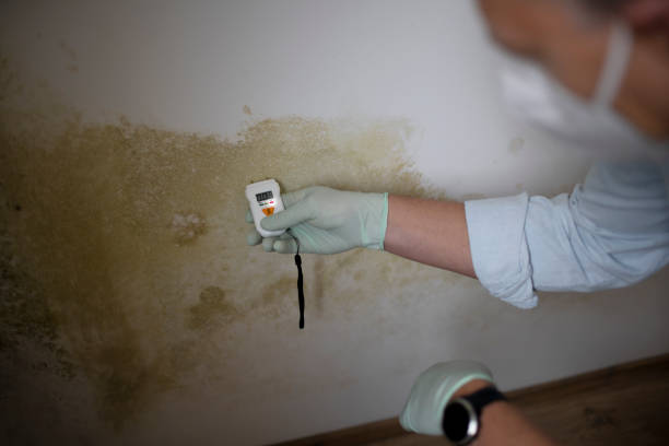 Best Residential Mold Remediation in Buena Vista, VA