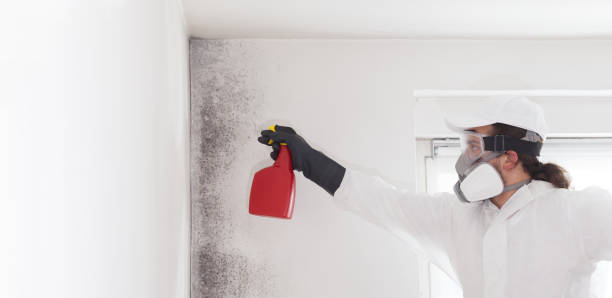 Best Mold Remediation for Specific Building Types in Buena Vista, VA