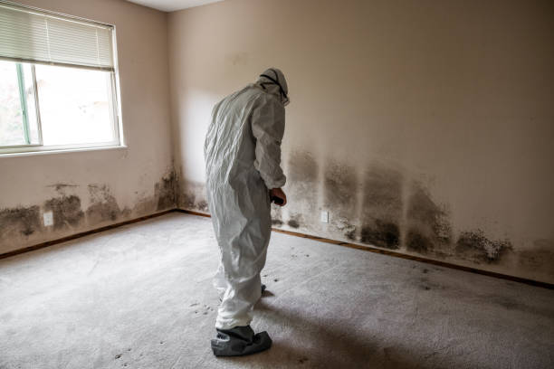 Best DIY Mold Remediation Support Services in Buena Vista, VA
