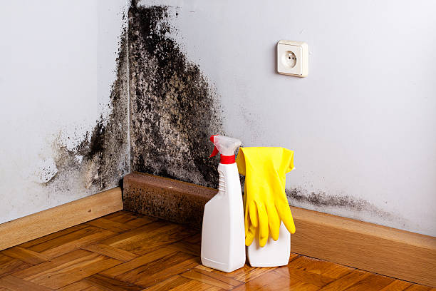 Best Insurance-Related Mold Remediation in Buena Vista, VA