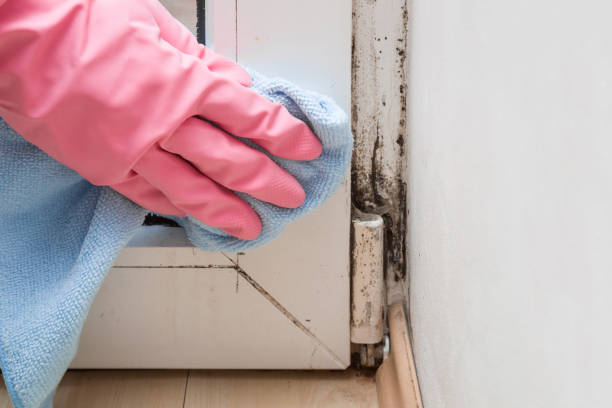Best Crawl Space Mold Remediation in Buena Vista, VA
